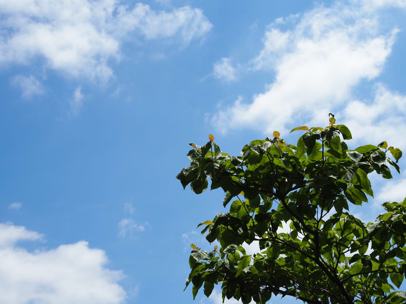 青空と樹木 ／ ゆずごフォト CC-BY フリー素材写真配布