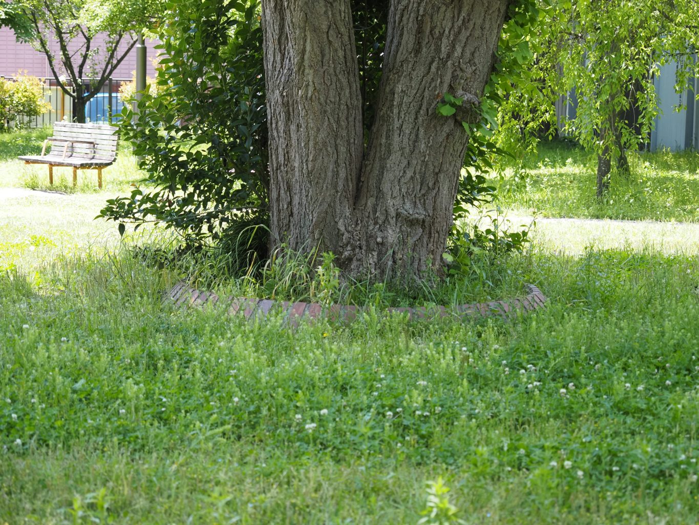 木の根元 ／ ゆずごフォト CC-BY フリー素材写真配布