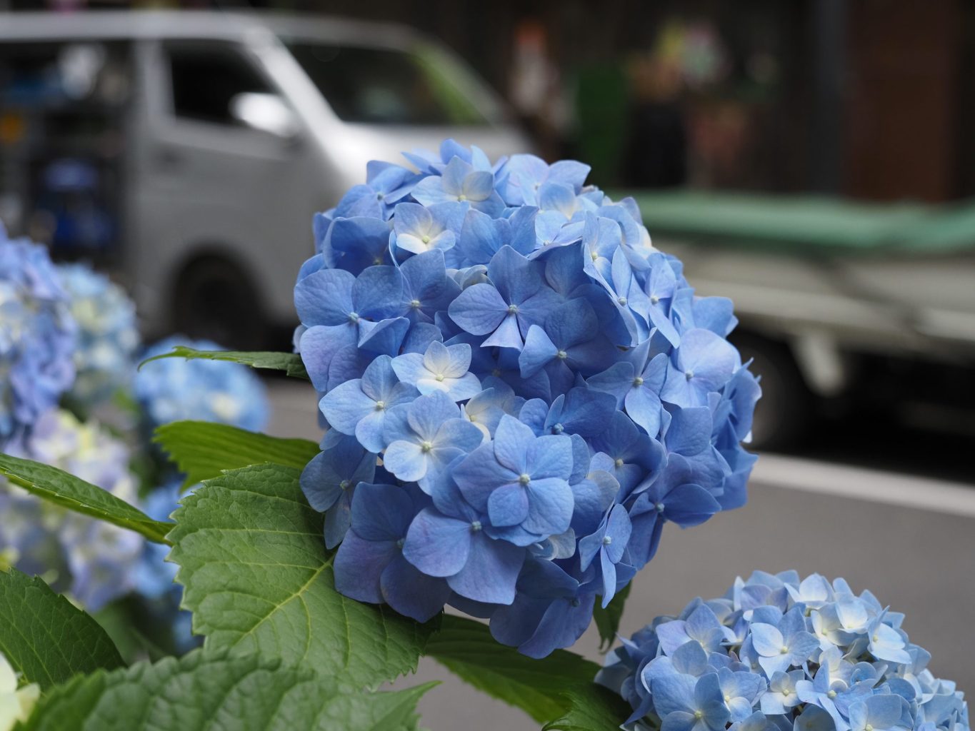 アジサイ 2 ／ ゆずごフォト CC-BY フリー素材写真配布