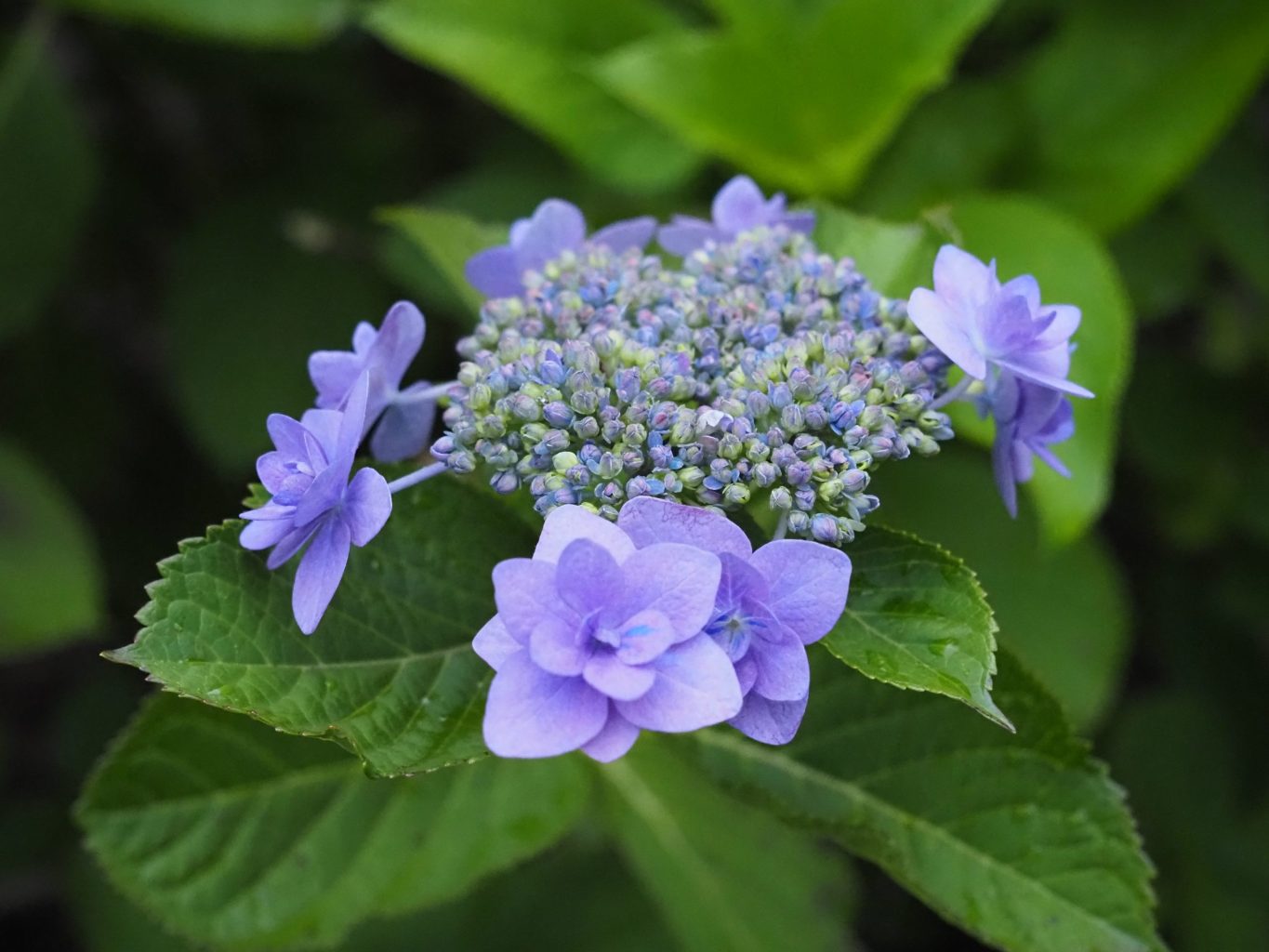 アジサイ 3 ／ ゆずごフォト CC-BY フリー素材写真配布