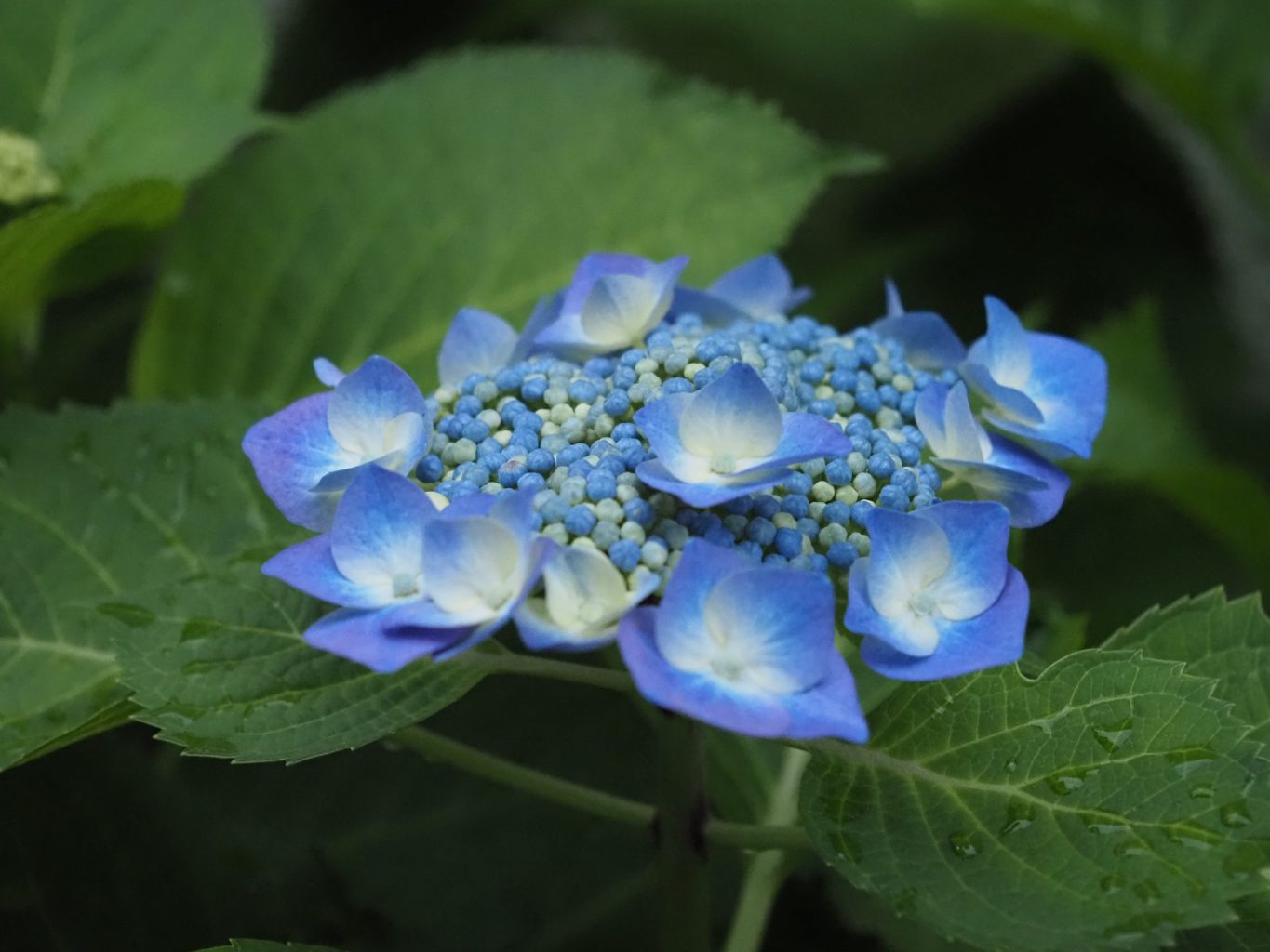 アジサイ 4 ／ ゆずごフォト CC-BY フリー素材写真配布