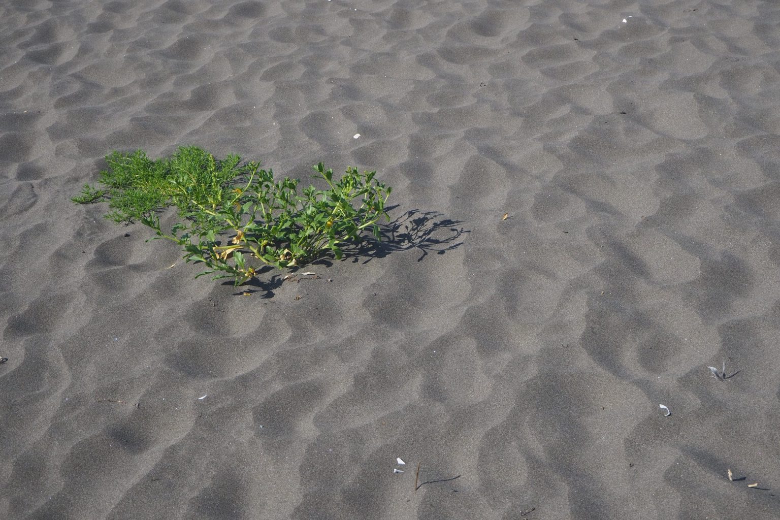 砂浜 3 ／ ゆずごフォト CC-BY フリー素材写真配布