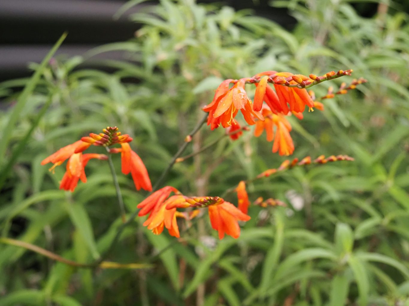 ヒオウギ ／ ゆずごフォト CC-BY フリー素材写真配布