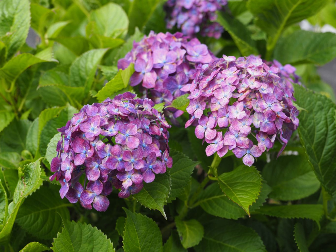 アジサイ 5 ／ ゆずごフォト CC-BY フリー素材写真配布