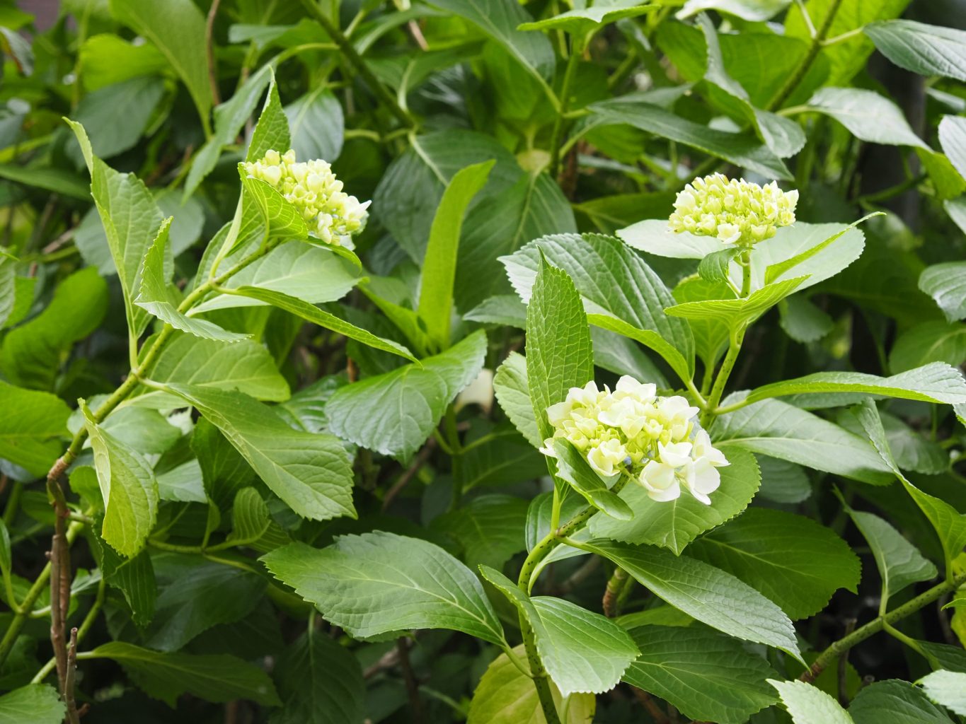 アジサイ 6 ／ ゆずごフォト CC-BY フリー素材写真配布