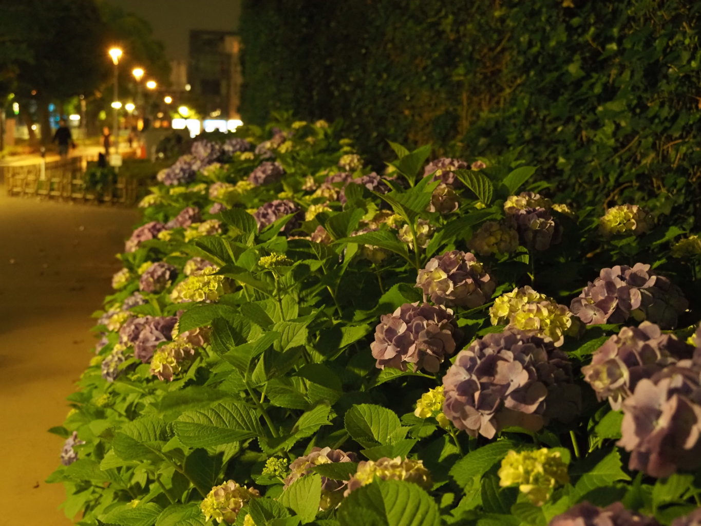 アジサイ 7 ／ ゆずごフォト CC-BY フリー素材写真配布