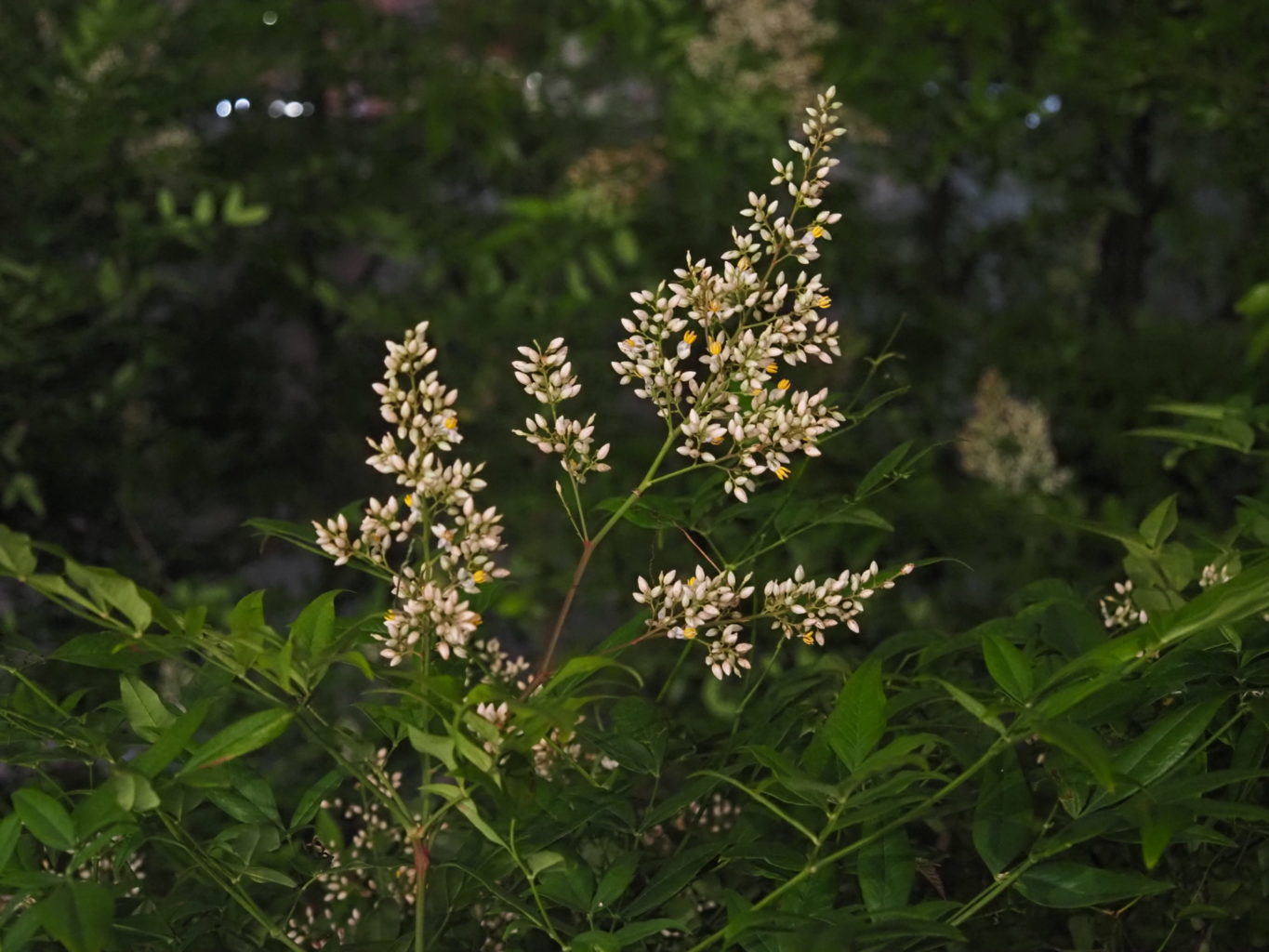 ナンテン ／ ゆずごフォト CC-BY フリー素材写真配布