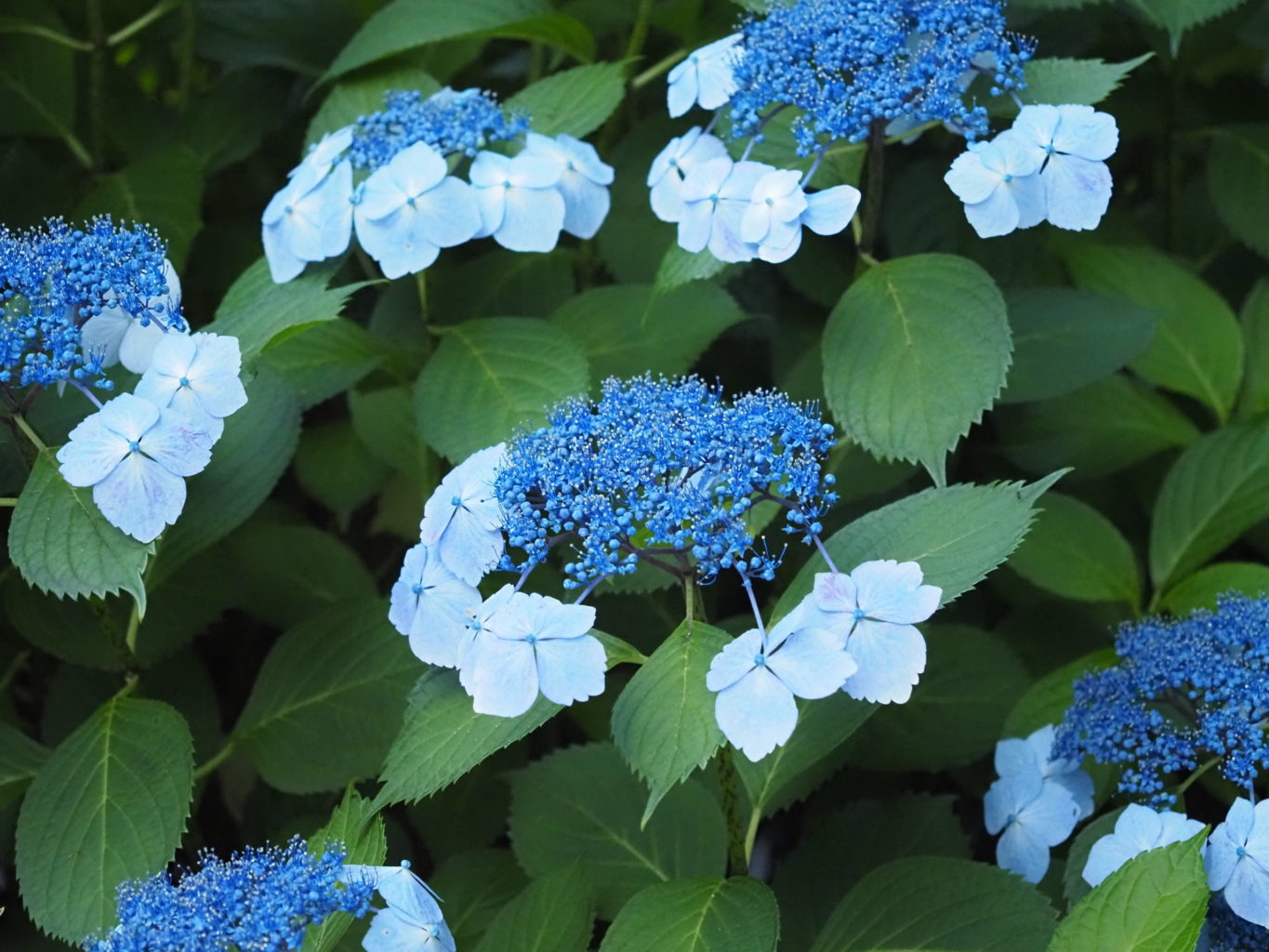 アジサイ 8 ／ ゆずごフォト CC-BY フリー素材写真配布