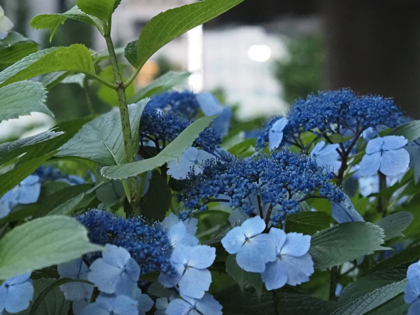 アジサイ 9 ／ ゆずごフォト CC-BY フリー素材写真配布