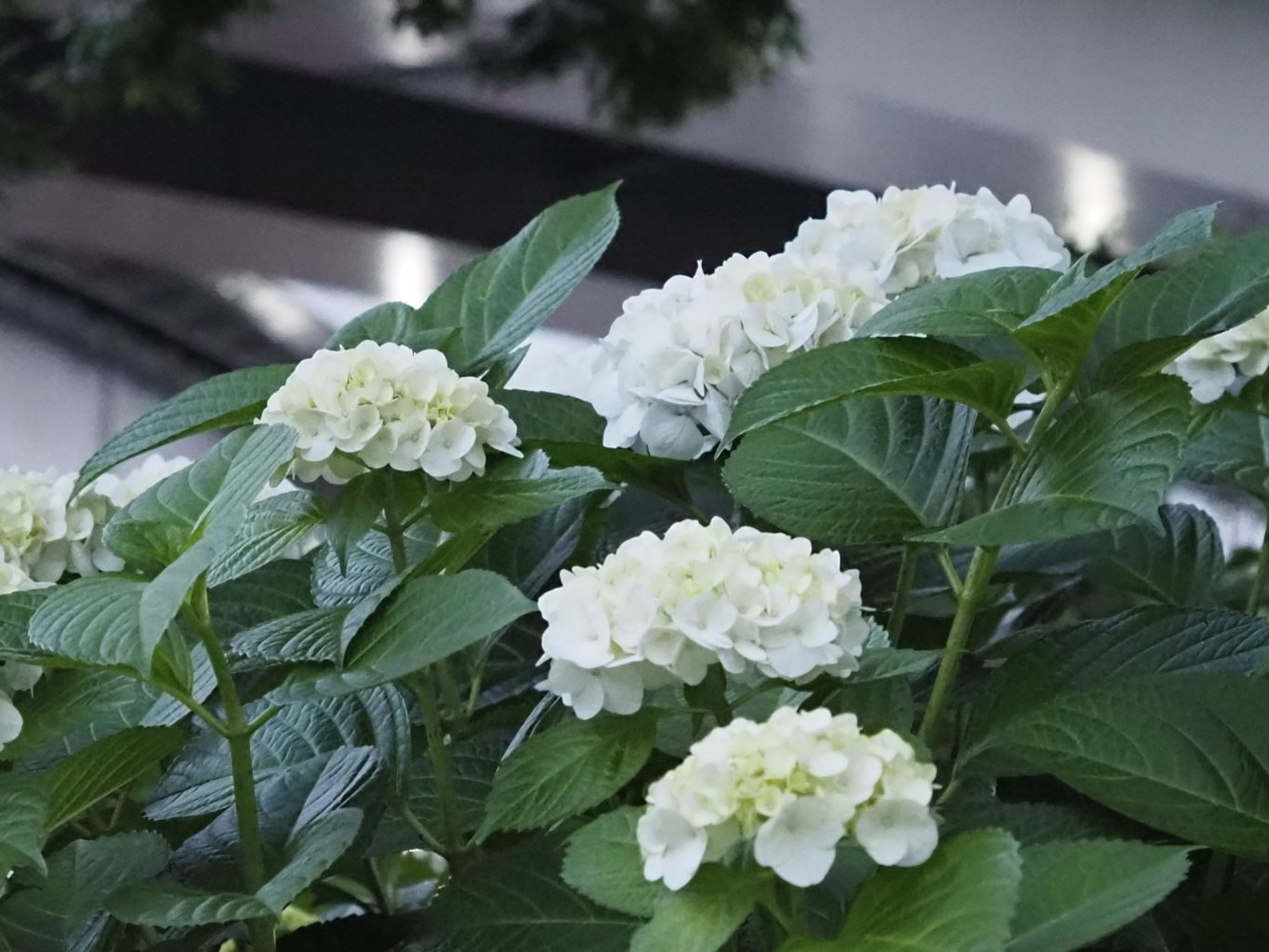 アジサイ 10 ／ ゆずごフォト CC-BY フリー素材写真配布